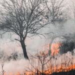Amazônia registra menor área queimada em 41 anos e puxa queda do fogo no país