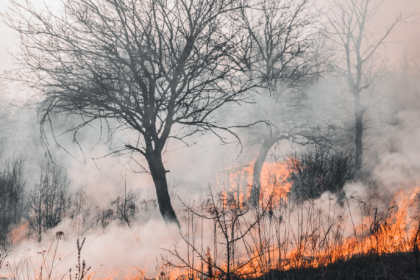 Amazônia registra menor área queimada em 41 anos e puxa queda do fogo no país